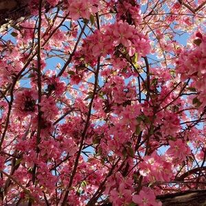 Meet your Posher, Addi